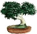 bonzai002.gif