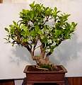 ficus.jpg
