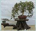 wficus.jpeg
